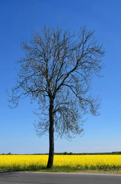 Pittoresk Utsikt Över Naturscenen — Stockfoto