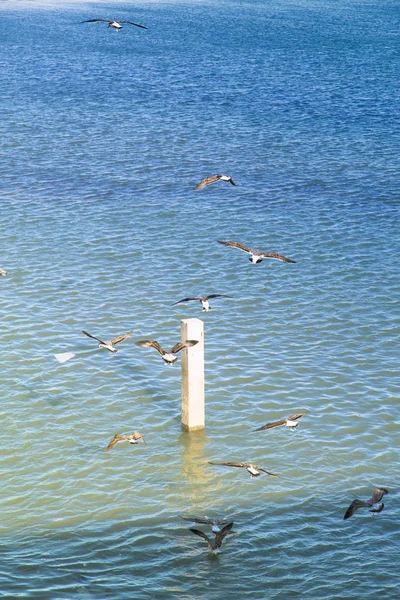Seagulls Circle Bright Blue Atlantic Ocean Jadida Morocco Africa — Stock Photo, Image
