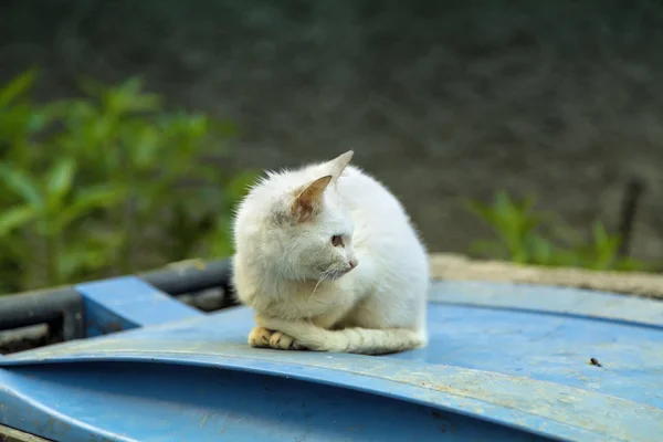 非洲莫里卡一个古老的小镇上 一只小猫咪坐在一个蓝色的垃圾箱上 — 图库照片
