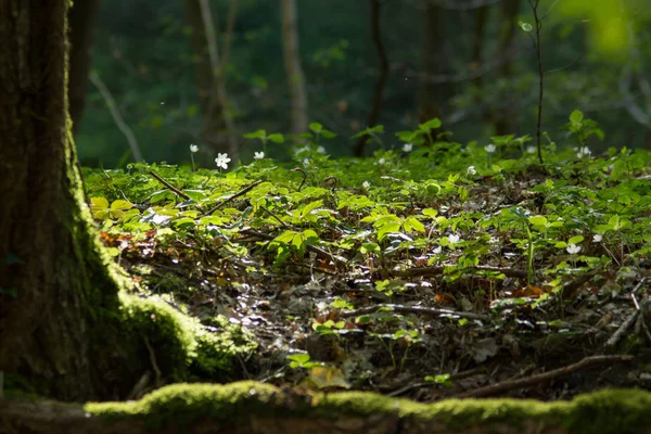 Чарівний Лісовий Майданчик Красиві Відкриті Деталі Природи — стокове фото
