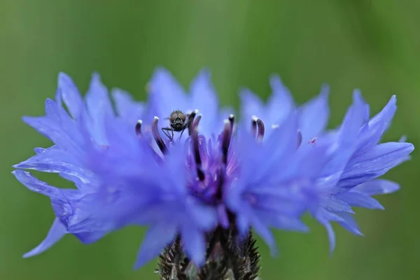 Mosca Sobre Aciano Centaurea Cyanus — Foto de Stock