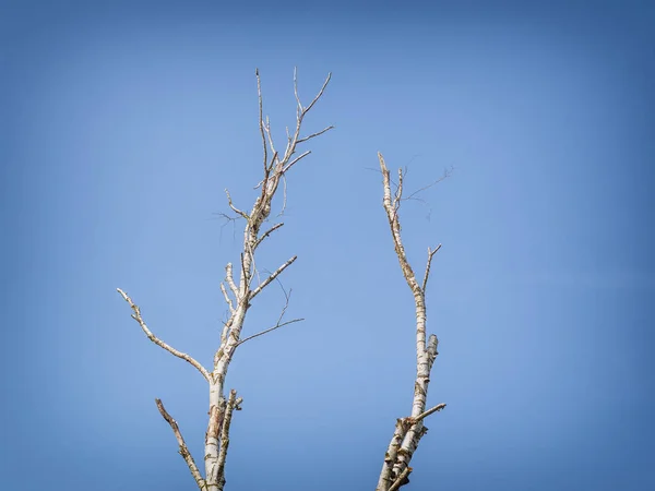 Mavi Gökyüzü Ile Huş Ağacı Arka Plan — Stok fotoğraf