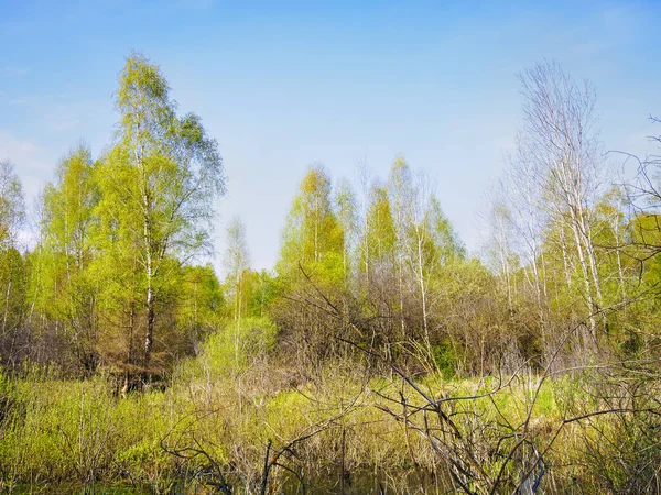 Bajor Erdő Nyír Táj Kép — Stock Fotó