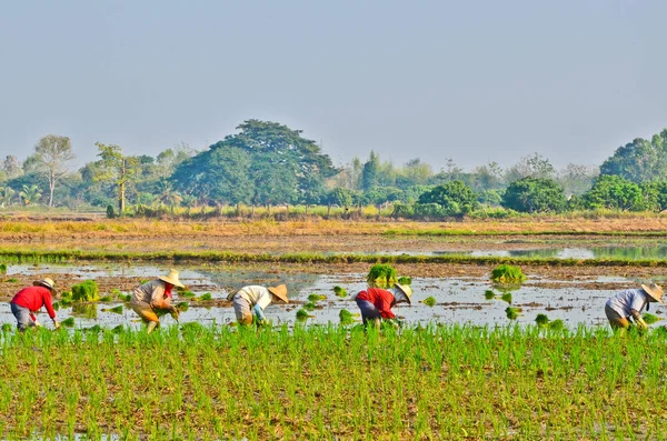 Rolnicy Sadzą Ryż Farmie — Zdjęcie stockowe
