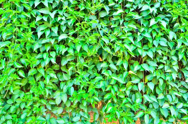 Зеленая Стена Листьев — стоковое фото