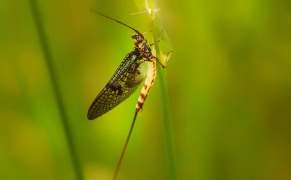 Close Bug Natureza Selvagem — Fotografia de Stock