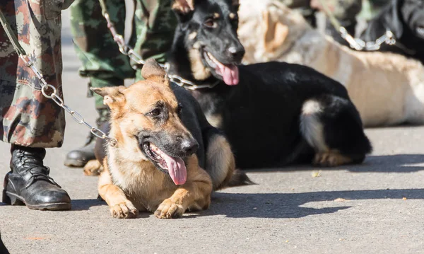 Army Soldier Dog Training Dogs War — Stock Photo, Image