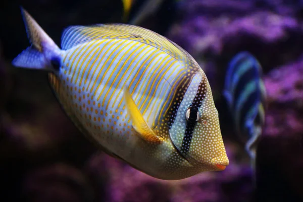 Sailfin Mürekkep Balığı Akvaryum — Stok fotoğraf