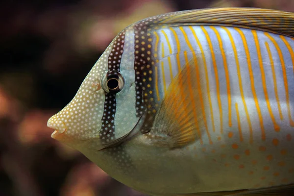 지느러미 물고기 — 스톡 사진