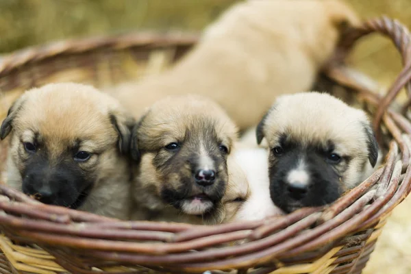 Adorável Grupo Doce Labrador Filhotes Brincando Torno Palha Quintal — Fotografia de Stock