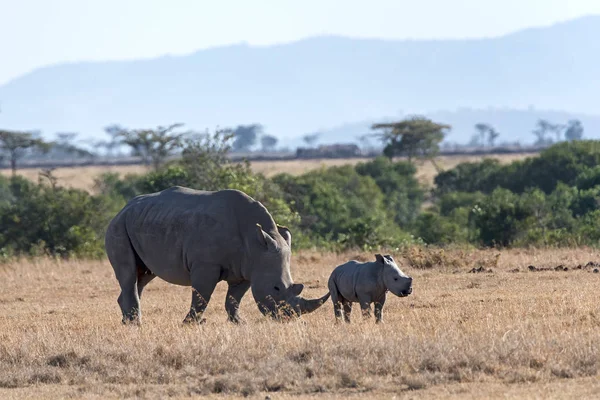 Breitmaulnashorn Ceratotherium Simum Νεογνό Pejeta Reserve Kenya Ανατολική Αφρική — Φωτογραφία Αρχείου