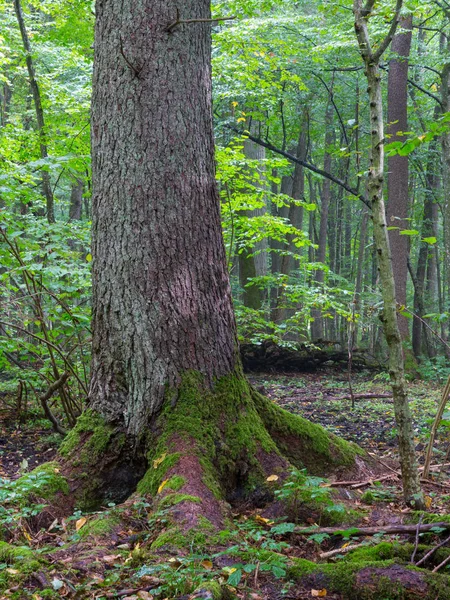 Starý Norský Smrk Picea Abies Popředí Starý Dub Pozadí Bialowieza — Stock fotografie