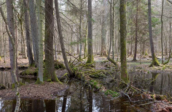 Foresta Mista Umida Primaverile Con Acqua Stagnante — Foto Stock