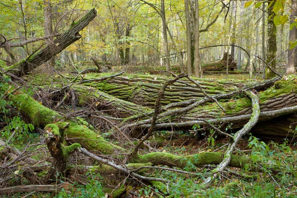 Bladverliezende Stand Van Bialowieza Bos Lente Met Deels Troebele Bomen — Stockfoto