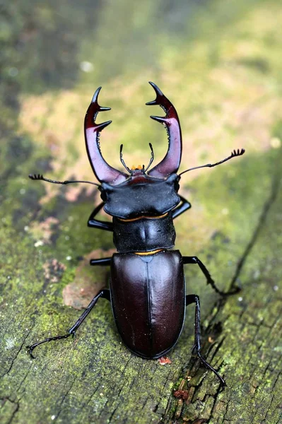 Nahaufnahme Von Wanzen Der Wilden Natur — Stockfoto