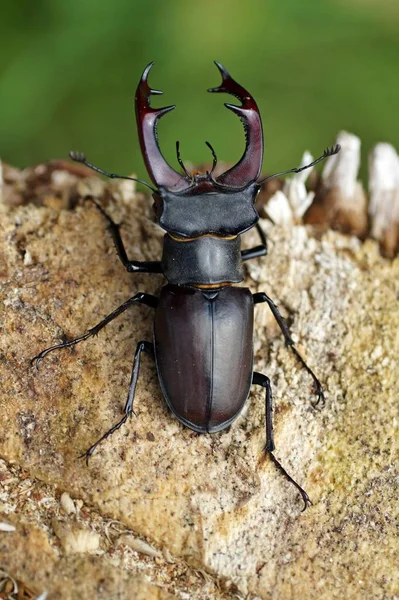 Escarabajo Ciervo Insecto —  Fotos de Stock