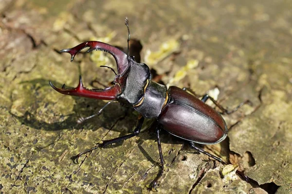 Escarabajo Ciervo Insecto —  Fotos de Stock