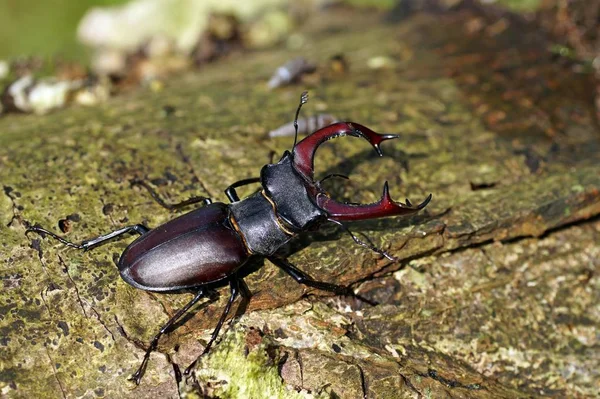 Escarabajo Ciervo Insecto —  Fotos de Stock