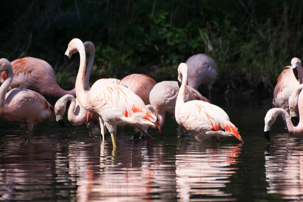 Flamingo Rosa Latim Chamado Phoenicopterus Roseus — Fotografia de Stock