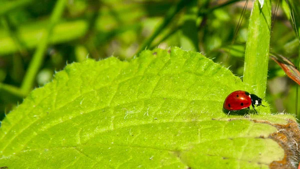 Kırmızı Uğur Kuşu Yeşil Bir Yaprağın Yanından Geçiyor Banos Montemayor — Stok fotoğraf