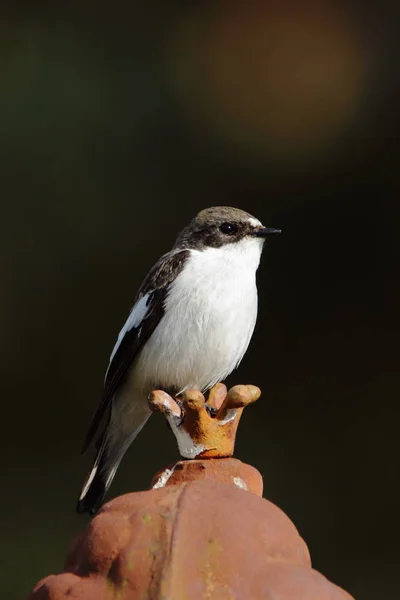 Vista Panoramica Bellissimo Uccello Flycatcher — Foto Stock