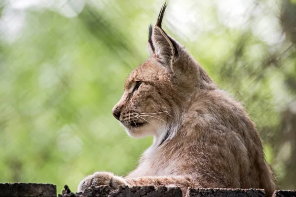 Lynx Het Wildpark — Stockfoto