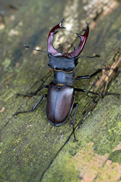 シカの甲虫虫 — ストック写真