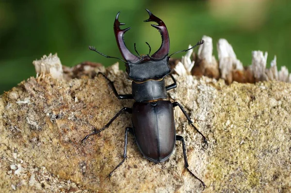 Closeup Bug Wild Nature — Stock Photo, Image