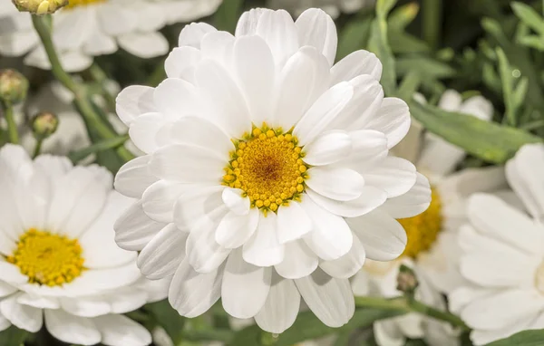 Branco Marguerite Flor Close Imagem — Fotografia de Stock