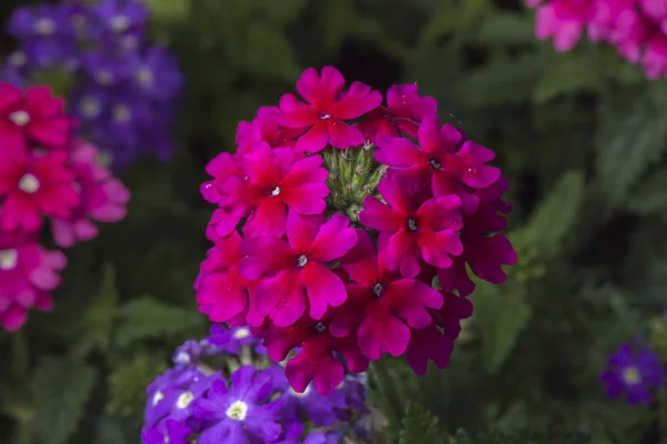 Verbena Flower Close Macro Image Green Background — Stock Photo, Image