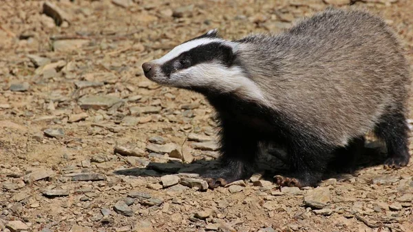 Young Female Badger Meles Meles — Stock Photo, Image