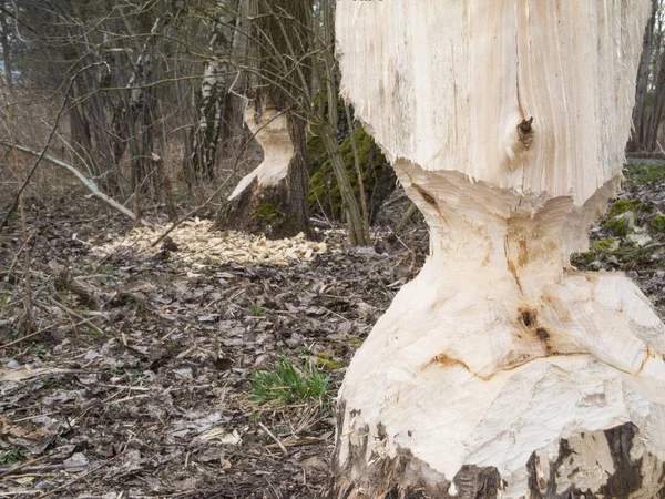 Close Beaver Bite Trees Forest Bed Small Lake Spreenhagen Brandenburg — Stock Photo, Image