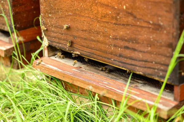 Пчелы Проруби Своего Пчелиного Гнезда — стоковое фото
