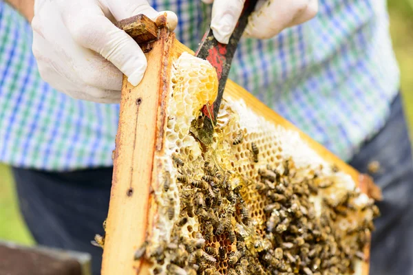 removing wildly built honeycombs in the honeycomb frame by the beekeeper from which the honey flows