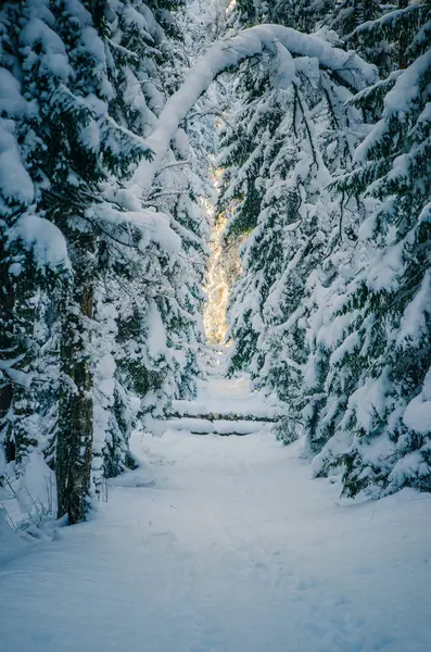 Зимний Снег Покрыл Деревья Виитна Эстония — стоковое фото