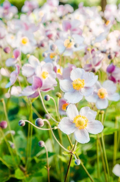 Beautiful Flowers Anemones Japanese Garden Close — Stock Photo, Image