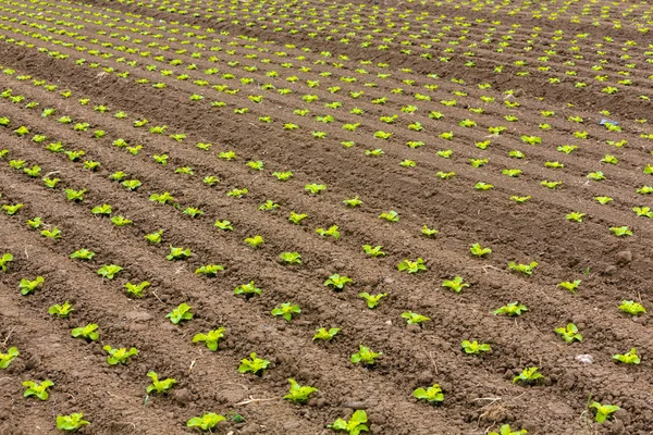 田里一排排的沙拉幼苗 — 图库照片