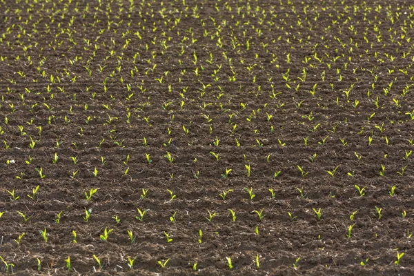 Young Cornflowers Field — Stock Photo, Image