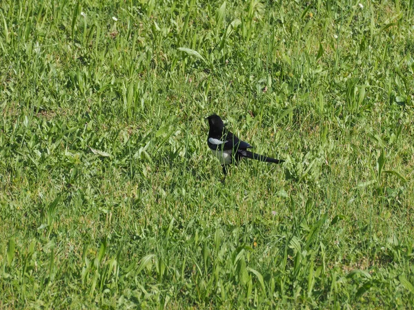 ユーラシア カササギ カササギ 鳥が草の中の草地に棲息しています — ストック写真