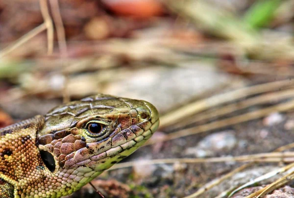 Επικεφαλής Μελέτη Της Σαύρας Lacerta Agilis — Φωτογραφία Αρχείου