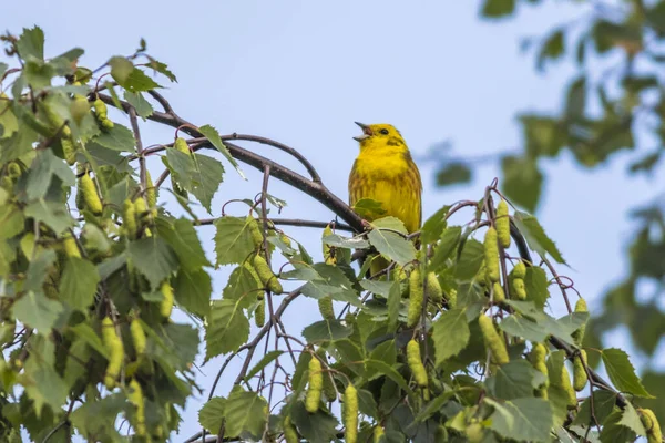 Goldammer Sits Shrub — Stockfoto