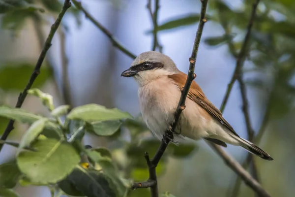 Een Rode Back Kreek Zittend Een Tak Zoekt Prooi — Stockfoto