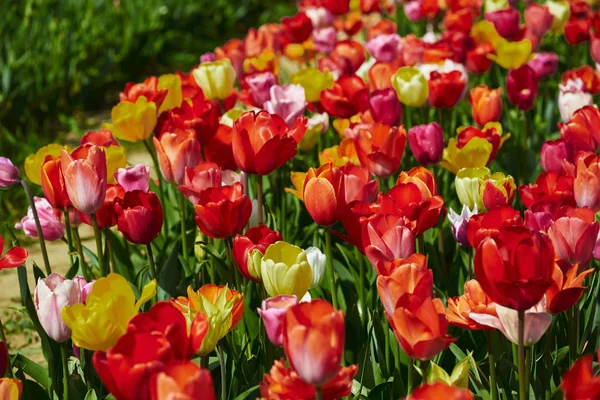 Krásný Výhled Přírodní Tulipánové Květy — Stock fotografie