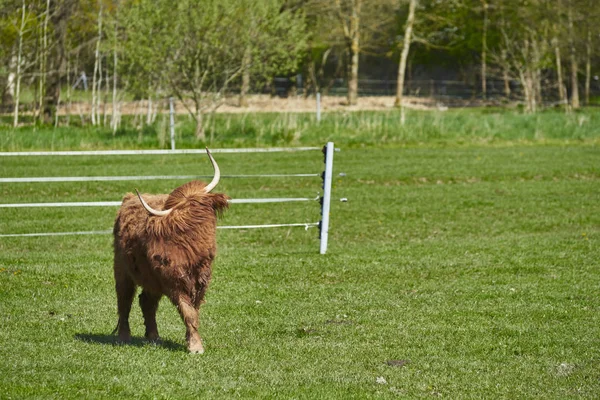 Farm Animals Selective Focus — Stock Photo, Image