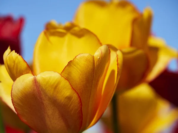 Tulpen Blühen Blütenblätter Frühlingsflora — Stockfoto