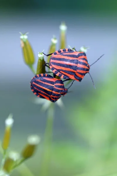 Närbild Insekter Selektivt Fokus — Stockfoto