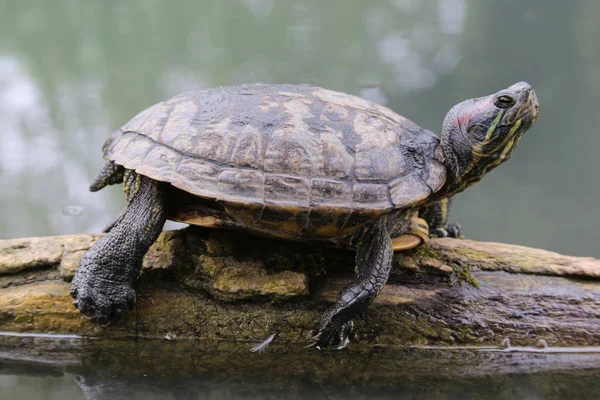 Roodharige Houthakker Trachemys Scripta Elegans — Stockfoto