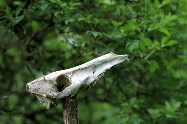 Skull Bones Wild Boar — Stock Photo, Image