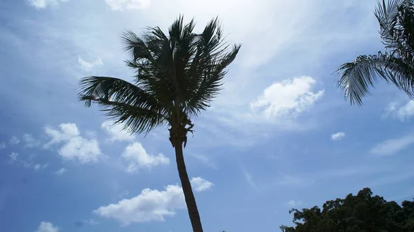 Hermoso Paisaje República Dominicana Fantástica Vista Relax —  Fotos de Stock