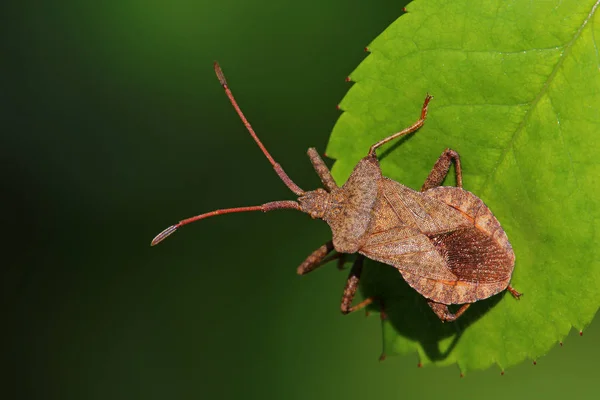 Lederen Wants Coreus Marginatus — Stockfoto